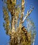 Beautiful Red Tailed Hawk Nesting In A Cottonwood Tree