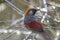 Beautiful Red Tailed Laughing Thrush bird Trochalopteron Milner