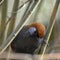 Beautiful Red Tailed Laughing Thrush bird Trochalopteron Milner