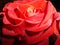 Beautiful red tea rose blooming close up