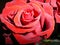 Beautiful red tea rose blooming close up