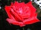 Beautiful red tea rose blooming in summer in a garden close up