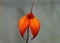 Beautiful red tiny miniature orchid of Masdevallia Gypsy