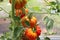 Beautiful red tomatoes on branch in green house , organic tomatoes