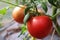 Beautiful red tomatoes on branch in green house , organic tomatoes