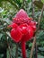 Beautiful red Torch Ginger blossom etlingera elatior of Hawaii