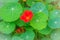 Beautiful red tropaeolum majus flower (nasturtium) with green round leaves background. Tropaeolum majus also known as garden