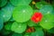 Beautiful red tropaeolum majus flower (nasturtium) with green round leaves background. Tropaeolum majus also known as garden