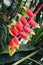 Beautiful red tropical flower with background close up flower blooming wild flower