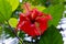 Beautiful Red Tropical Rainforest Flower Close Up