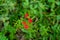 Beautiful red tropical single flower of Witchweed Striga asiatica in a green lush field