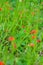 Beautiful red tropical single flower of Witchweed Striga asiatica in a green lush field