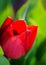 Beautiful red tulip