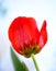 Beautiful Red Tulip on Bright Background