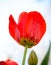 Beautiful Red Tulip on Bright Background