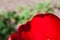 Beautiful red tulip closeup. Flower background