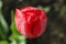 Beautiful red tulip covered with morning dew, closeup