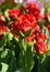 Beautiful red tulip Parrot Rococo