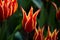 Beautiful red tulip. Symbol of Turkey