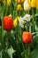 Beautiful red tulips on a background of flower beds