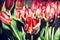 Beautiful red tulips, beauty filter