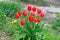 Beautiful red tulips blooming in the flowerbed. around green plants. Spring