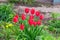 Beautiful red tulips blooming in the flowerbed. around green plants. Spring