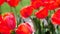 Beautiful Red Tulips Field With Blurry Background
