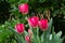 Beautiful red tulips growing in the garden