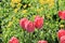 Beautiful red tulips, modest yellow flowers and green grass in a picture of harmonious spring nature