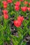 Beautiful Red Tulips. Red Tulips in a flowerbed