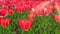 Beautiful Red Tulips. Red Tulips in a flowerbed