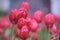 Beautiful red tulips in the spring garden