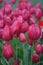 Beautiful red tulips in the spring garden