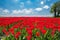Beautiful red tulips during sunny day, Netherlands