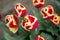 Beautiful red tulips with white and yellow tipped petals seen from above