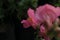 Beautiful red velvet and pink dog flowers with blurry background in garden.