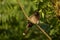 Beautiful red-vented bulbul Pycnonotus cafersitting on tree branch