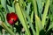 Beautiful red vibrant Allium aflatuense, also known as purple sensation flower in summer