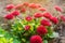 Beautiful red vibrant flowers Bellis in a spring sunny garden. Daisy family. Bellis perennis. Soft selective focus