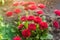 Beautiful red vibrant flowers Bellis in a spring sunny garden. Daisy family. Bellis perennis. Soft selective focus