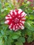 Beautiful Red and White Combo colour flower