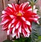 Beautiful red and white dahlia flower with leaves background