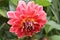 Beautiful red white dahlia in the garden