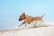 Beautiful red and white dog breed mini bull terrier running along the beach