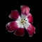 Beautiful red-white fading tulip with pollen, stamen and pistil isolated on black background. Studio close-up shot.