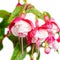 Beautiful red and white fuchsia flower is isolated on the white