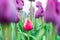 Beautiful red and white garden tulip forming among field of purple tulips triumph tulips. Bright green leaves and flower stems