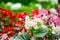 Beautiful red, white and pink Semperflorens Begonia blooming flowers in a spring season at a botanical garden.