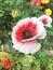 Beautiful red and white poppy closeup  vibrant colours  pretty green background